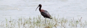 GlossyIbis_5509