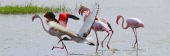 GreaterFlamingos_5473