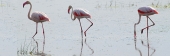 GreaterFlamingos_5474