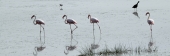 GreaterFlamingos_5475
