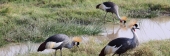 GreyCrownedCrane_5444