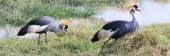 GreyCrownedCrane_5444_m_3