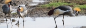 GreyCrownedCranes_5447