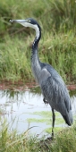 GreyHeron_5479_v