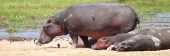 Hippos_5514