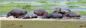 Hippos_5515