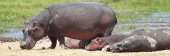 Hippos_5516