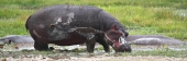 Hippos_5529