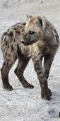 SpottedHyena_5402_v