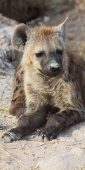 SpottedHyena_5405_v