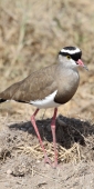 SpurWingedLapwingPlover_5505_v