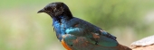 SupurbStarling_2016