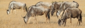 WilderbeestWhiteRace_5438