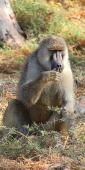 YellowBaboons_1975_v
