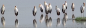 YellowBilledStorks_5446