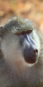 Yellowbaboons_5439_v
