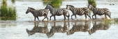 ZebraCrossing_5456_m