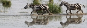 ZebraCrossing_5460