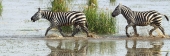 ZebraCrossing_5460_m_4