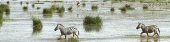 ZebraCrossing_5464_4x1