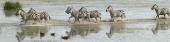 ZebraCrossing_5465_4x1
