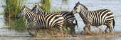 ZebraCrossing_5468