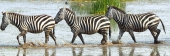 ZebraCrossing_5470