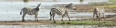 Zebra_1980_m_3_4x1