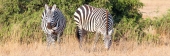Zebra_5433