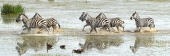 Zebra_Crossing_5465_P3