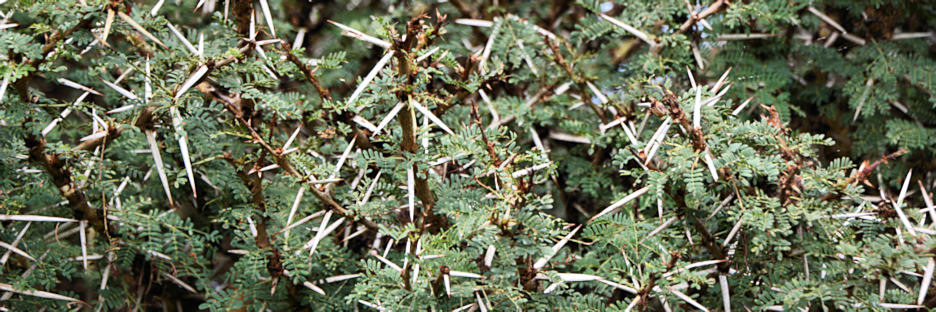 Acacia_2218.jpg