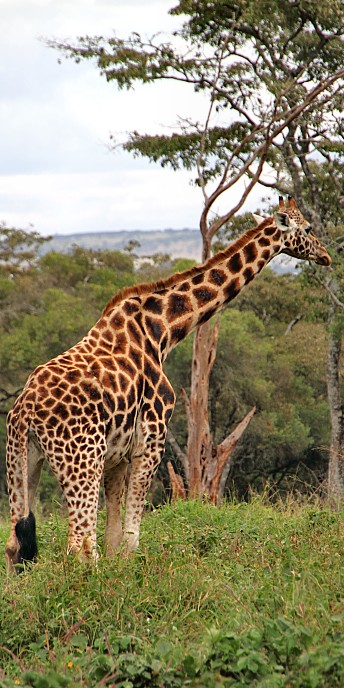 Nairobi_GiraffeCentre_4500_v.jpg