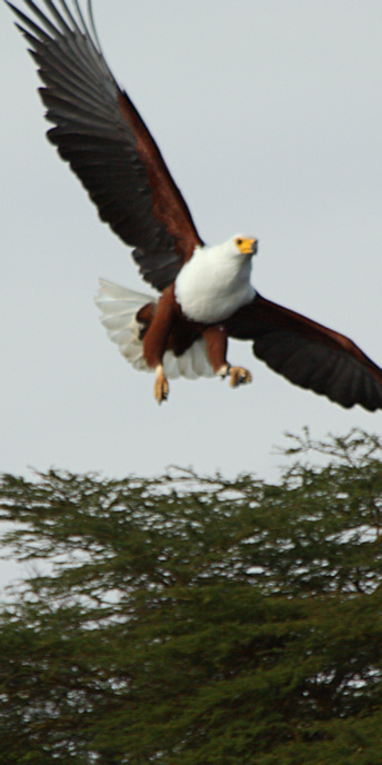 AfricanFishEagle_2211_v.jpg