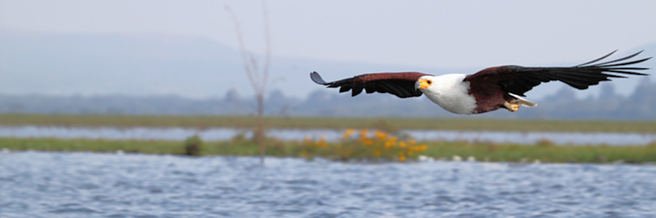 AfricanFishEagle_5909.jpg