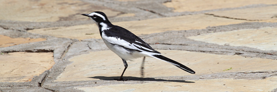 AfricanPiedWagtail_5811.jpg