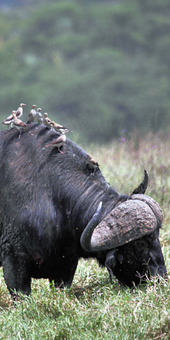 Buffalo_5721_v.jpg