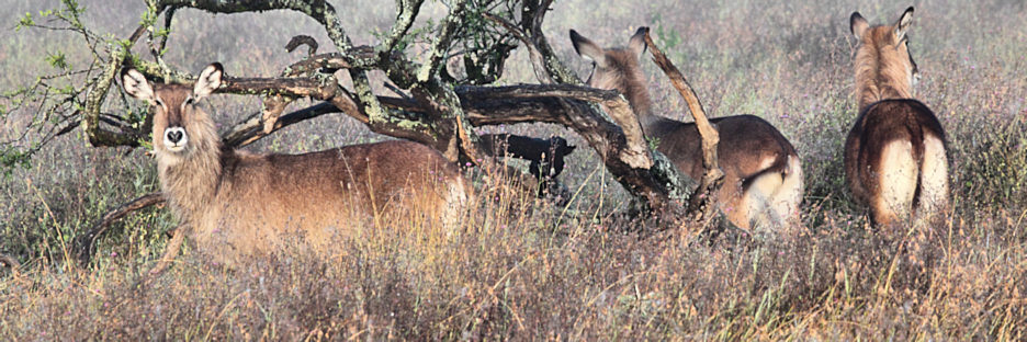 DeFassaWaterbuck_5627.jpg