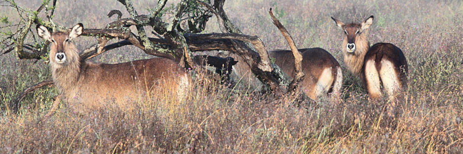 DeFassaWaterbuck_5628.jpg