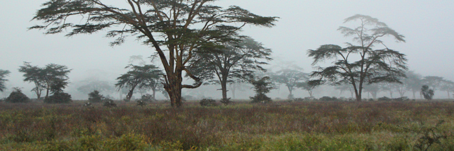FoggyMorning_2040.jpg