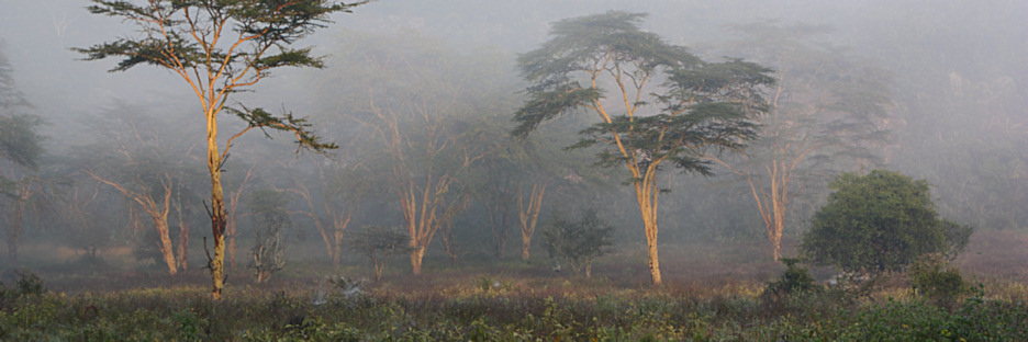 FoggyMorning_2062.jpg