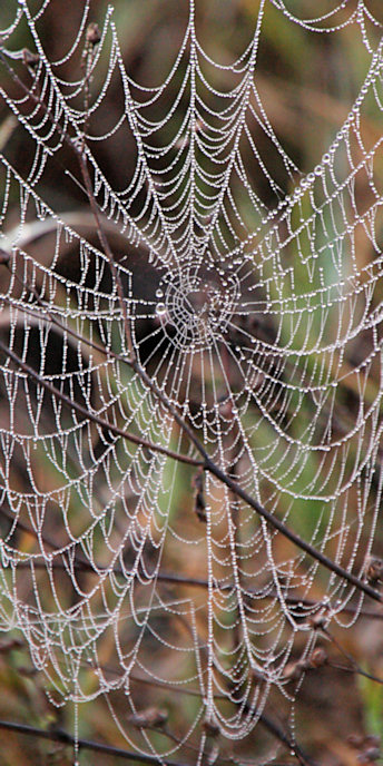 FoggyMorning_SpiderWebs_2042_v.jpg