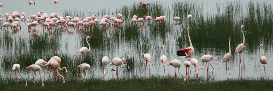 GreaterFlamingos_5767.jpg