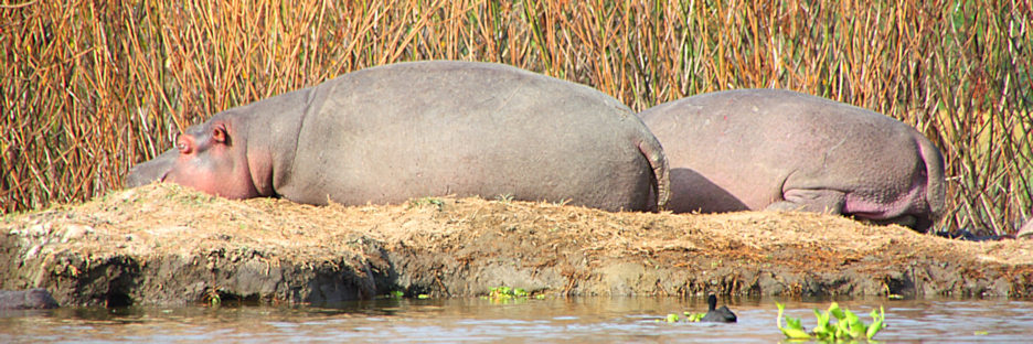 Hippos_2208.jpg