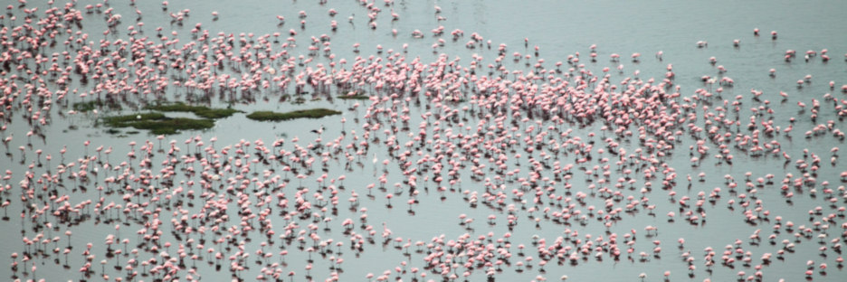 Lake&Flamingos_5783.jpg