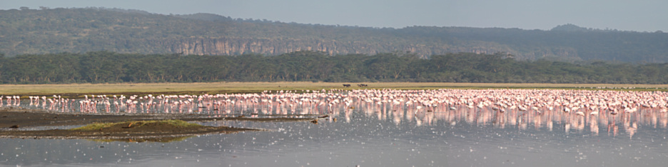 LakeNakuru_Flamingos_P3_2076_Panorama_9_4x1.jpg
