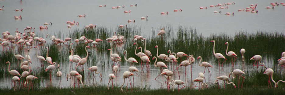 Lake_GreaterFlamingos_2126.jpg