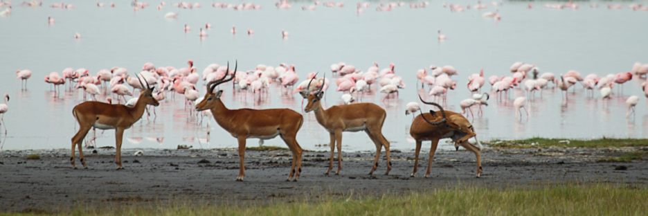 Lake_Impala&Flamingos_5788.jpg