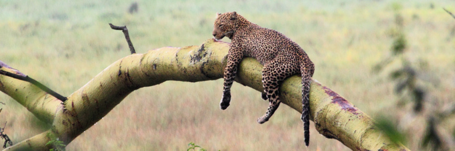 Leopard_Male_5603.jpg