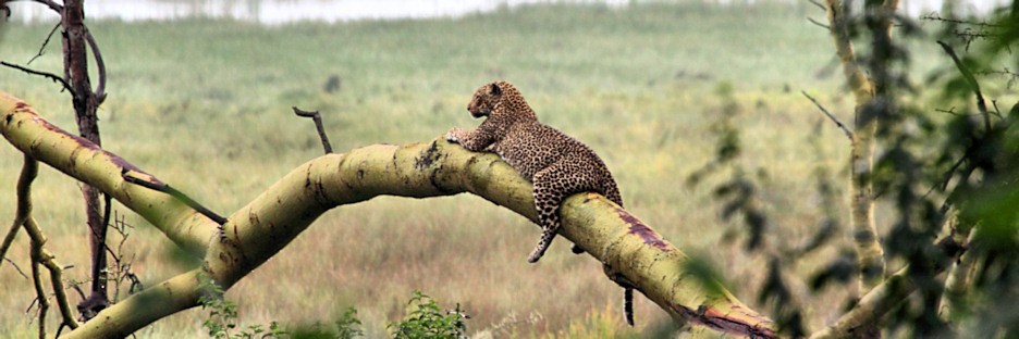 Leopard_Male_5608.jpg