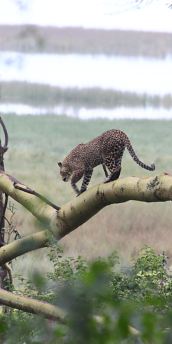 Leopard_Male_5613_v.jpg